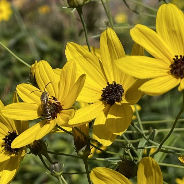 Coreopsis tripteris