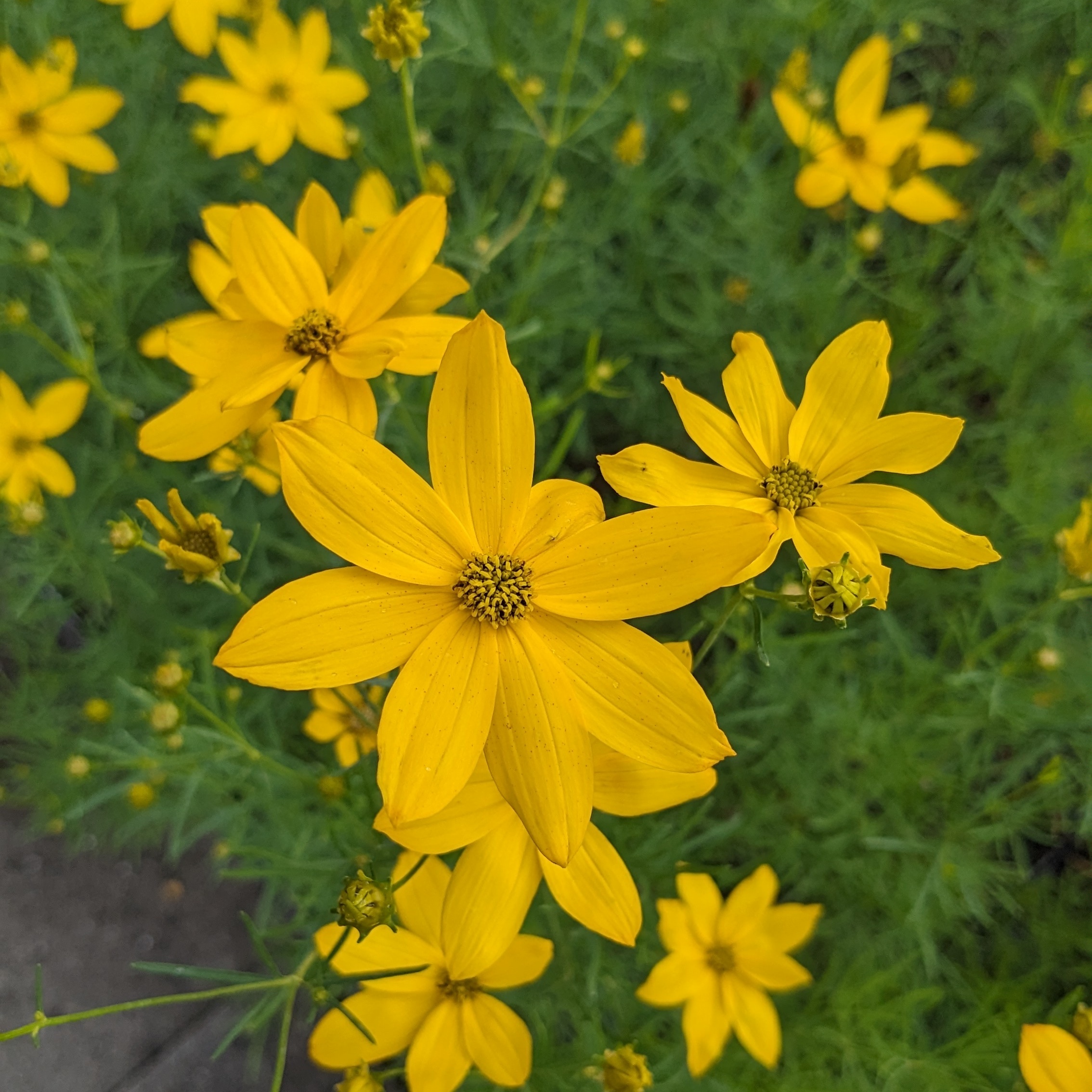 Coreopsis verticillata 'Grandiflora' – Bild 2