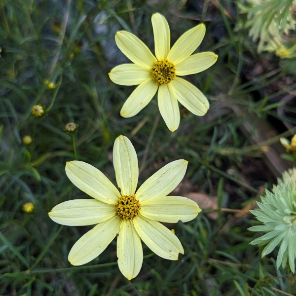 Coreopsis verticillata 'Moonbeam'