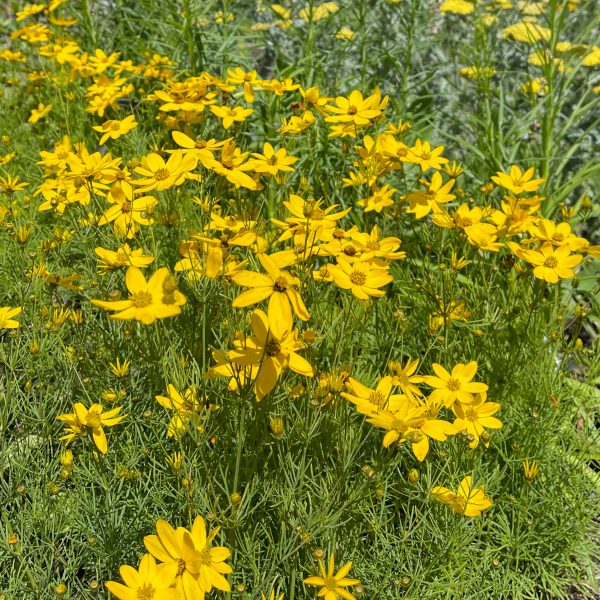 Coreopsis verticillata 'Zagreb'