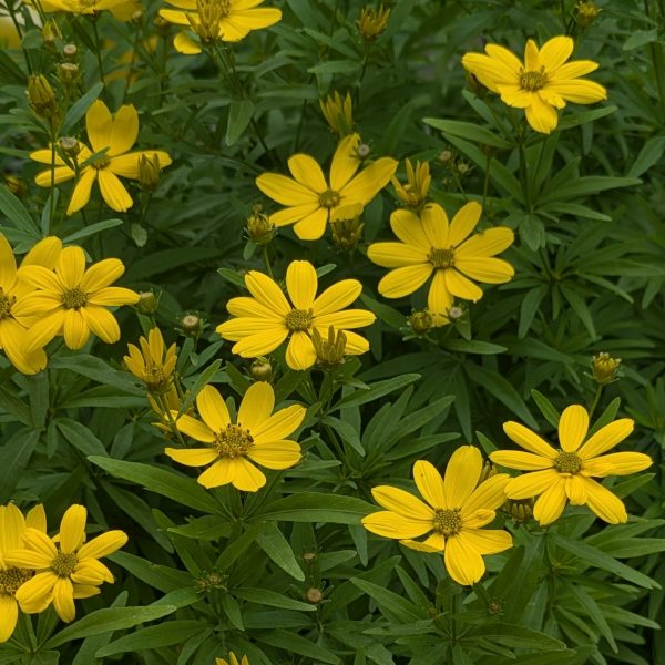 Coreopsis verticillata x palmata 'Johannes'