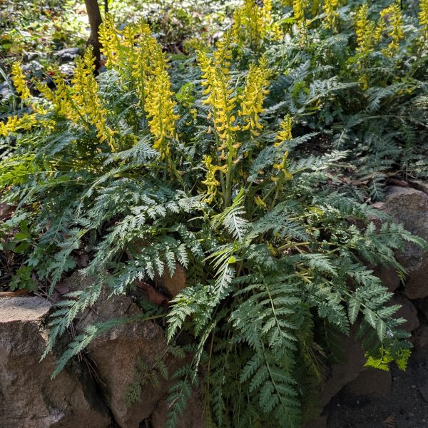 Corydalis cheilanthifolia
