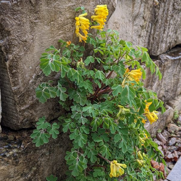 Corydalis lutea