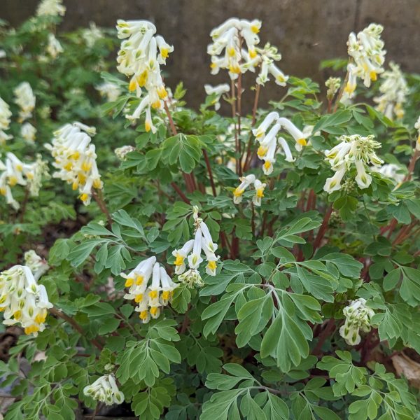 Corydalis ochroleuca