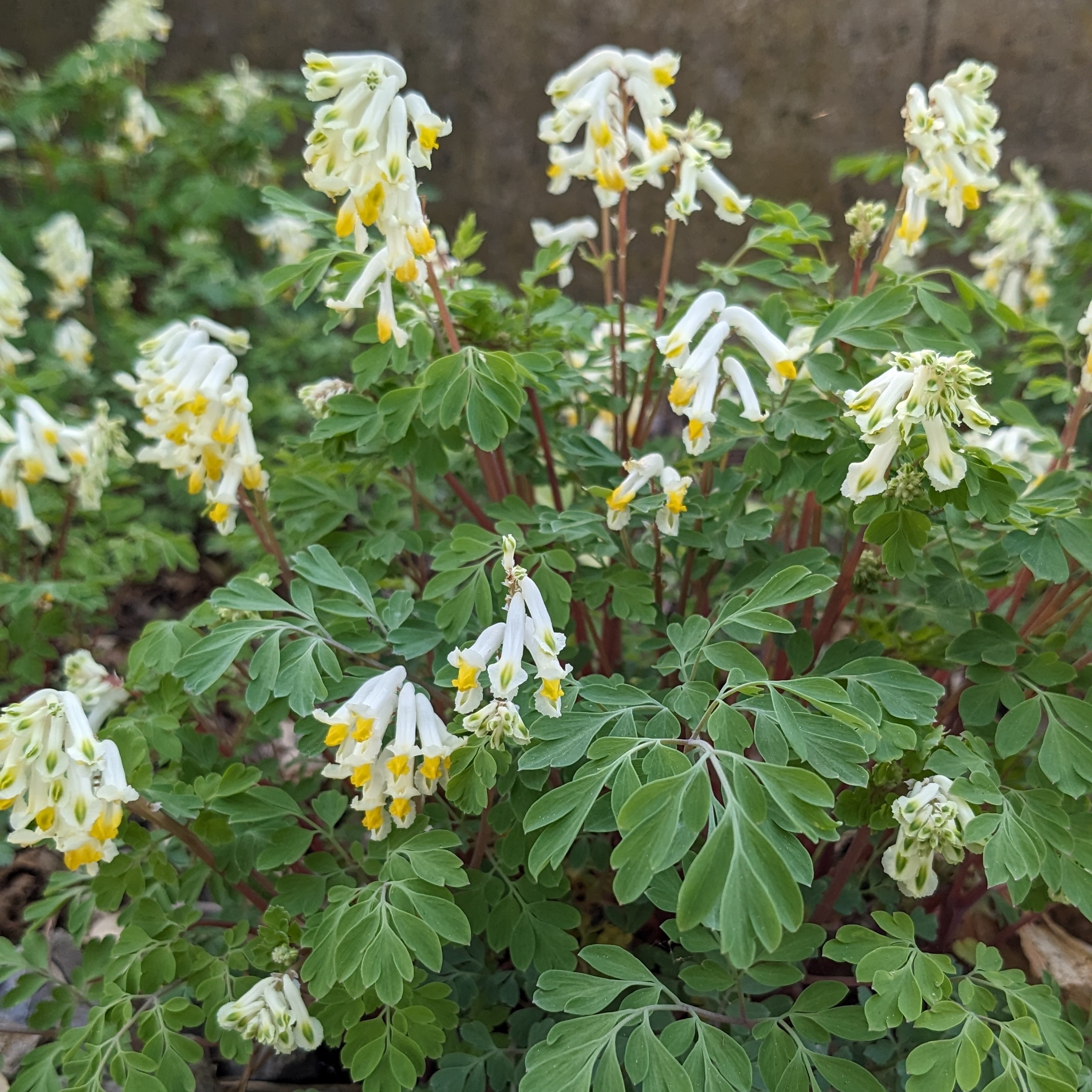 Corydalis ochroleuca