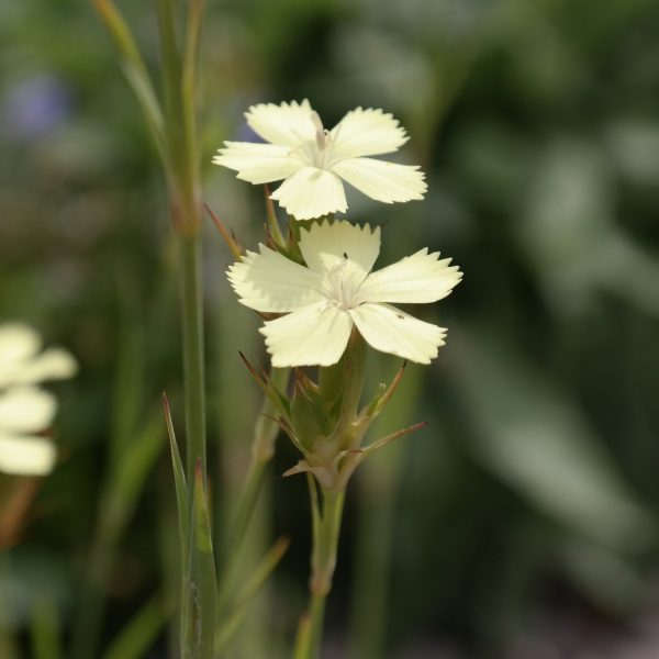 Dianthus knappii