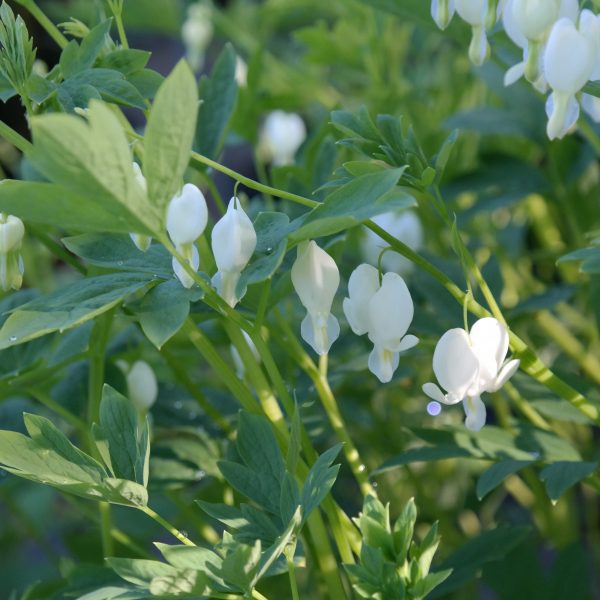 Dicentra spectabilis 'Alba'