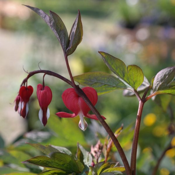 Dicentra spectabilis 'Valentine' ®