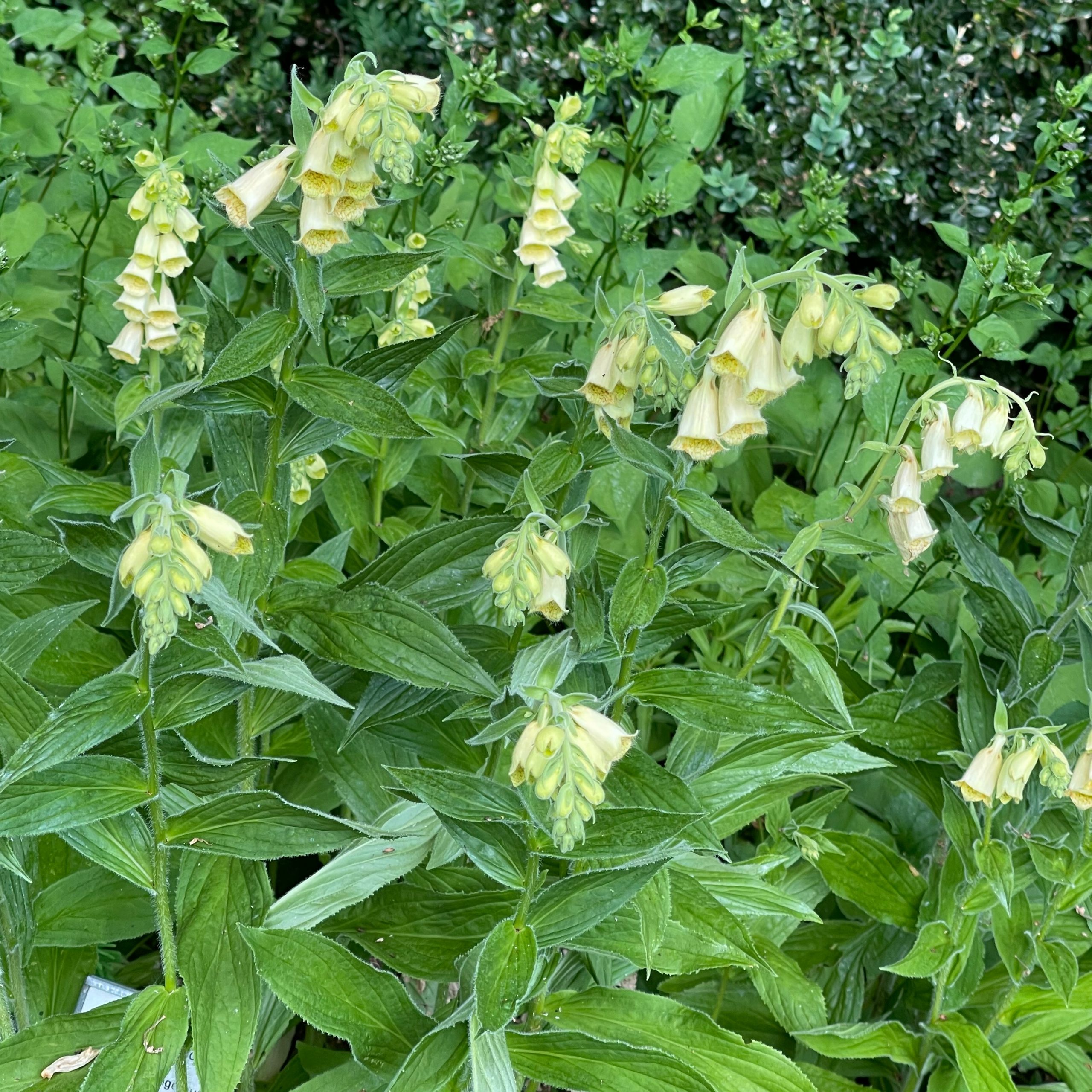 Digitalis grandiflora (=ambigua)