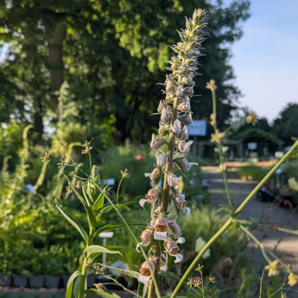 Digitalis lanata