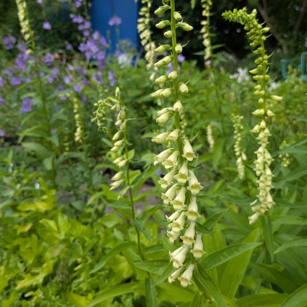 Digitalis lutea