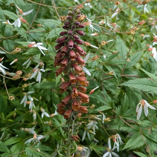 Digitalis parviflora