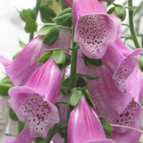 Digitalis purpurea