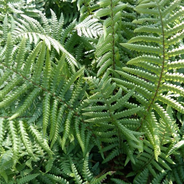 Dryopteris affinis