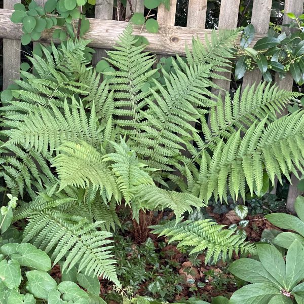 Dryopteris filix-mas