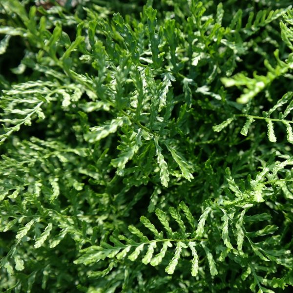 Dryopteris filix-mas 'Linearis Polydactyla'
