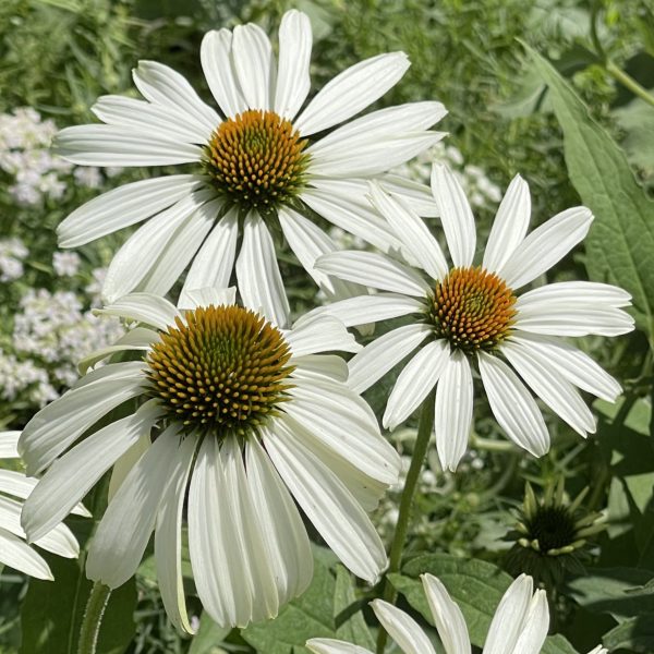 Echinacea purpurea 'Alba'