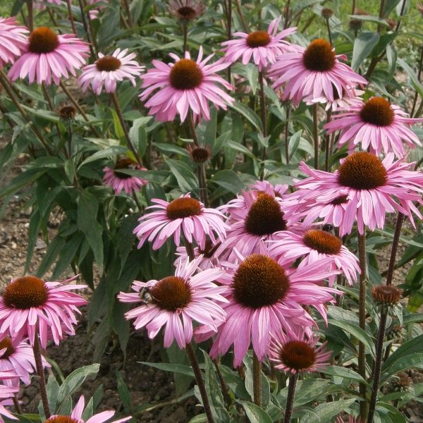 Echinacea purpurea 'Augustkönigin'