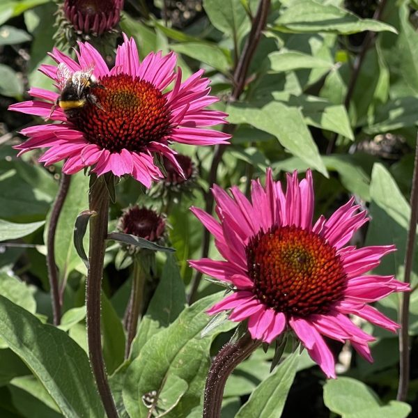 Echinacea purpurea 'Fatal Attraction'