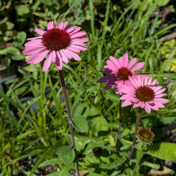 Echinacea purpurea 'Magnus Superior'