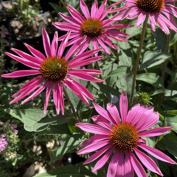 Echinacea purpurea 'Pica Bella'