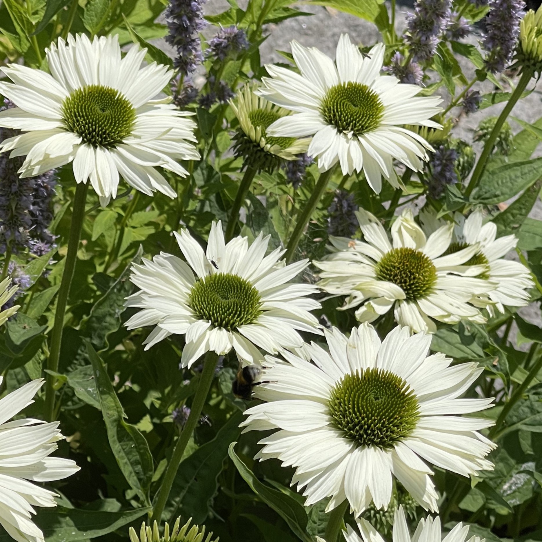 Echinacea purpurea 'Virgin'