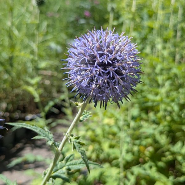 Echinops bannaticus 'Taplow Blue'