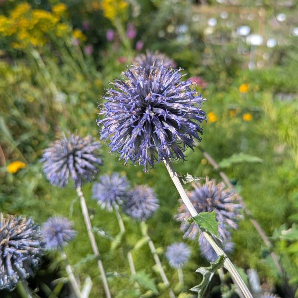 Echinops ritro