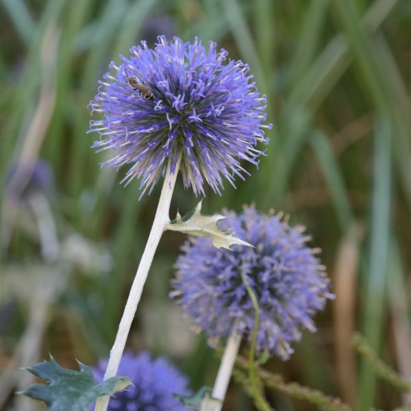 Echinops ritro 'Veitch's Blue'