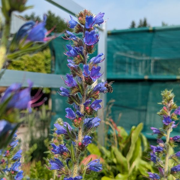 Echium vulgare
