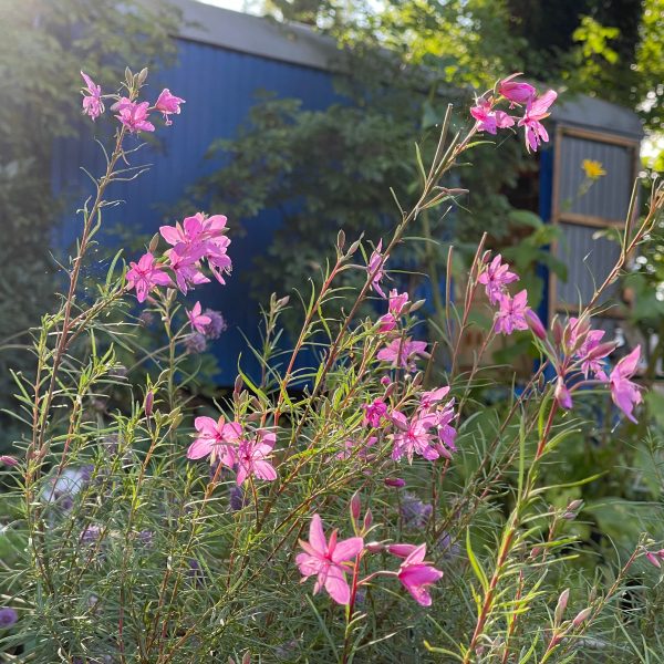 Epilobium dodonaei