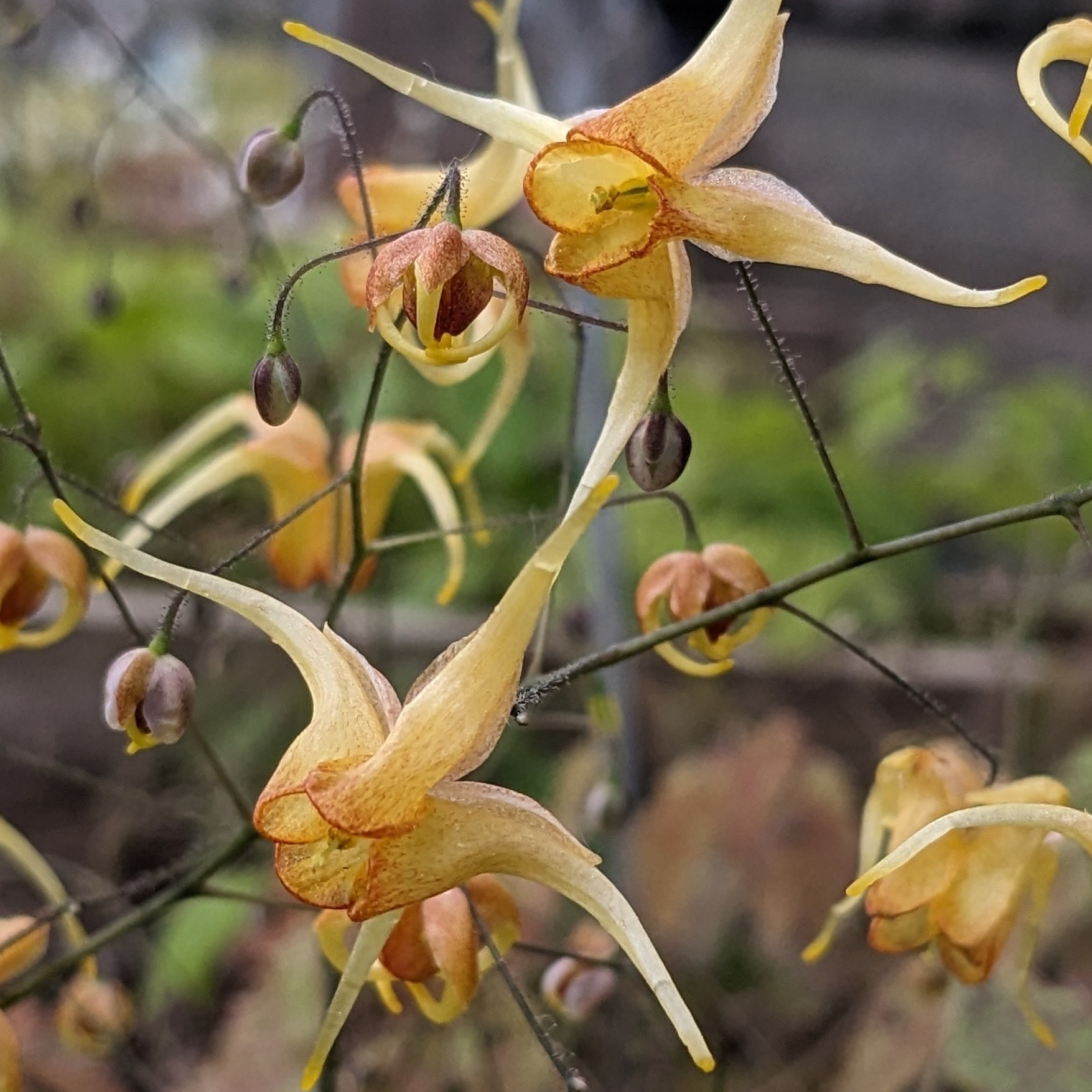 Epimedium Hybr. 'Amber Queen'
