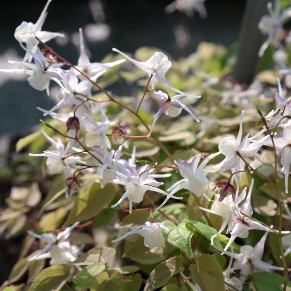 Epimedium grandiflorum
