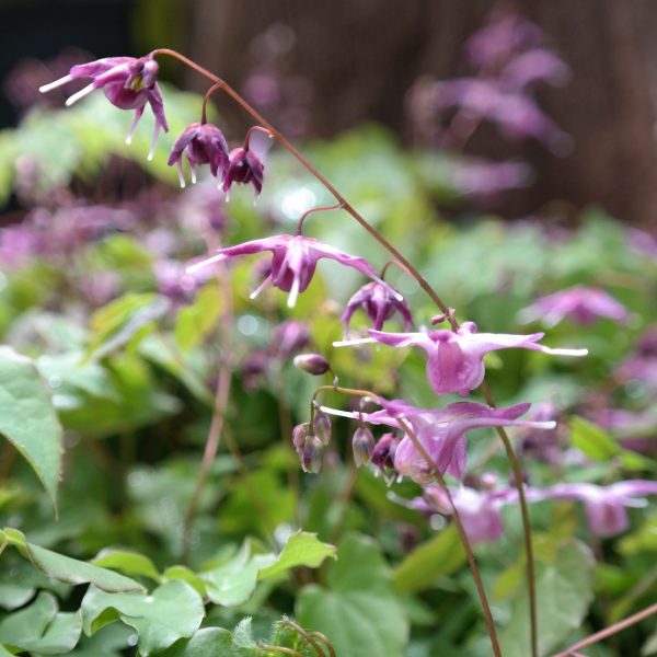 Epimedium grandiflorum 'Lilafee'