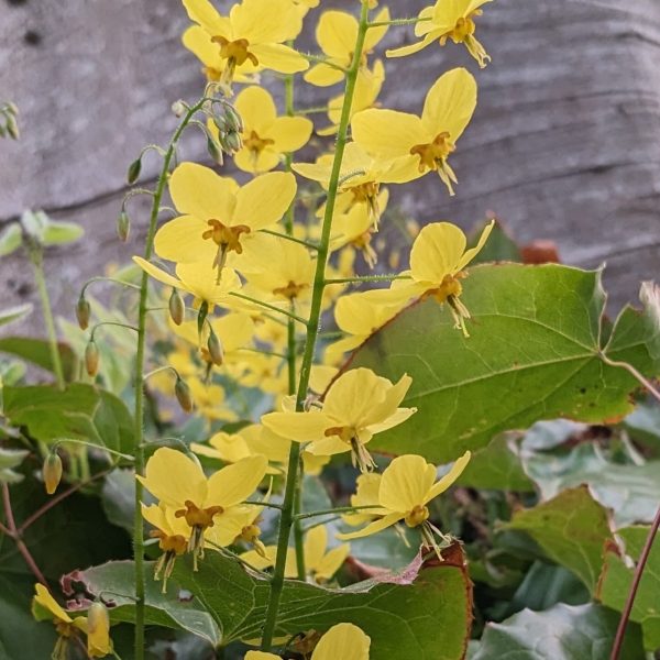Epimedium x perralchicum 'Frohnleiten'