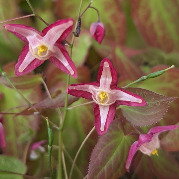 Epimedium x rubrum 'Galadriel'