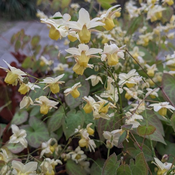 Epimedium x versicolor 'Sulphureum'