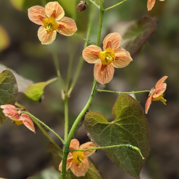 Epimedium x warleyense 'Orangekönigin'