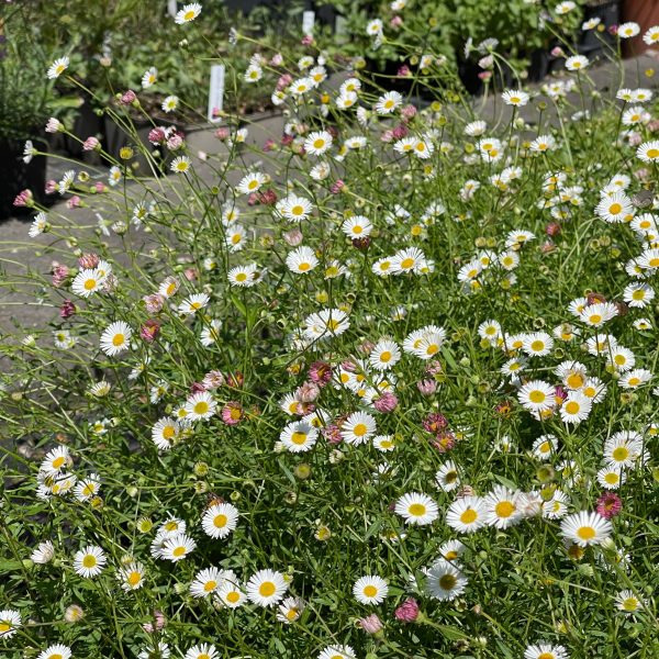 Erigeron karvinskianus 'Blütenmeer'