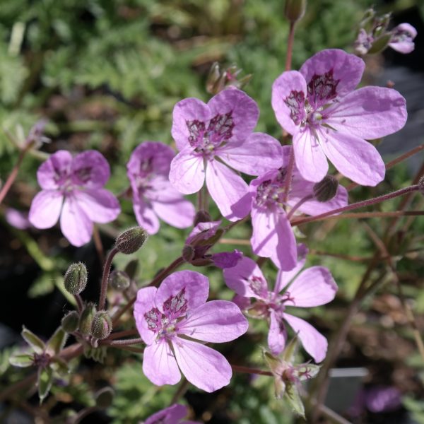 Erodium Hybr. 'Almodovar'