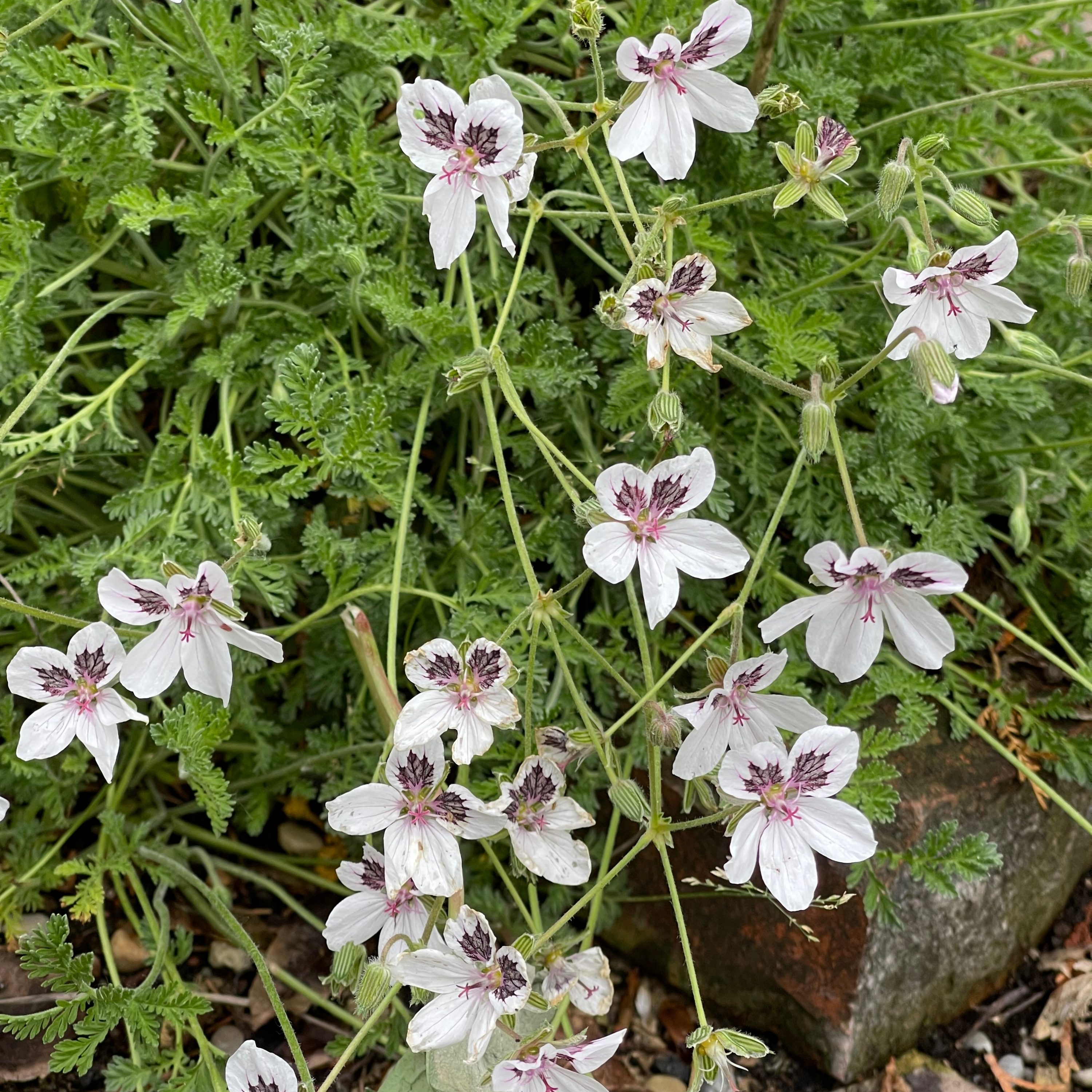 Erodium guttatum
