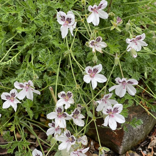 Erodium guttatum