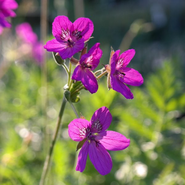 Erodium x hybridum