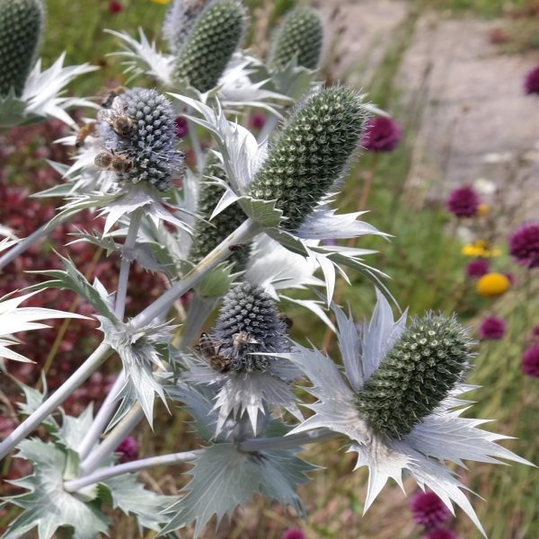 Eryngium giganteum