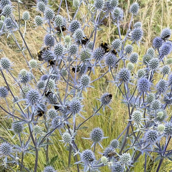 Eryngium planum