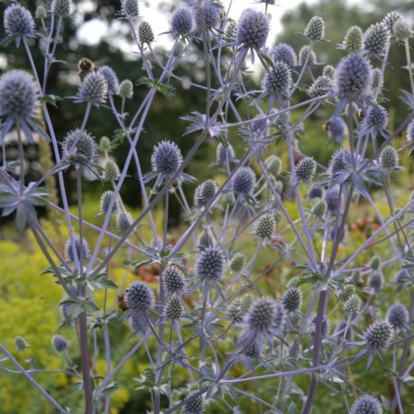 Eryngium planum 'Blaukappe'