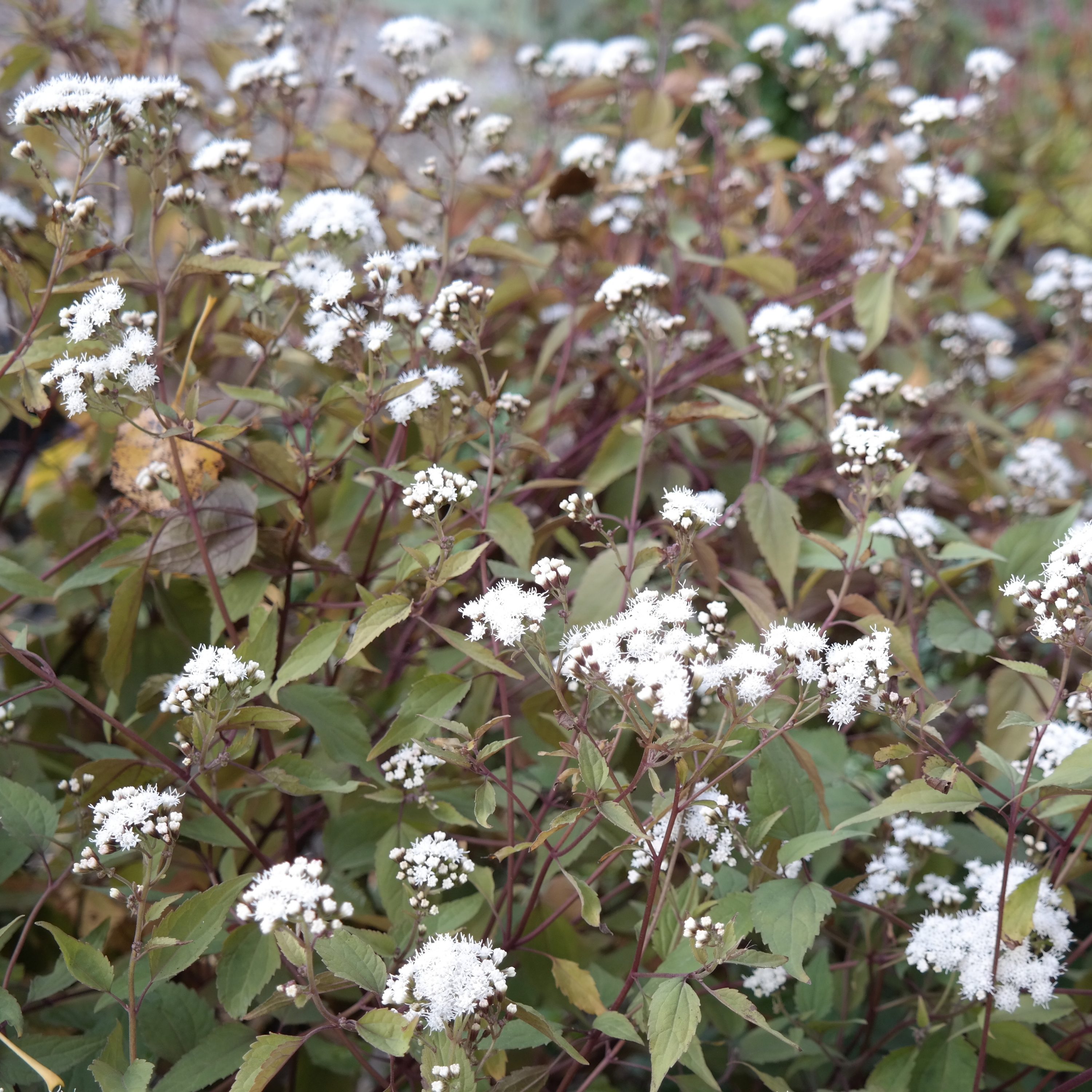 Eupatorium rugosum 'Chocolate'
