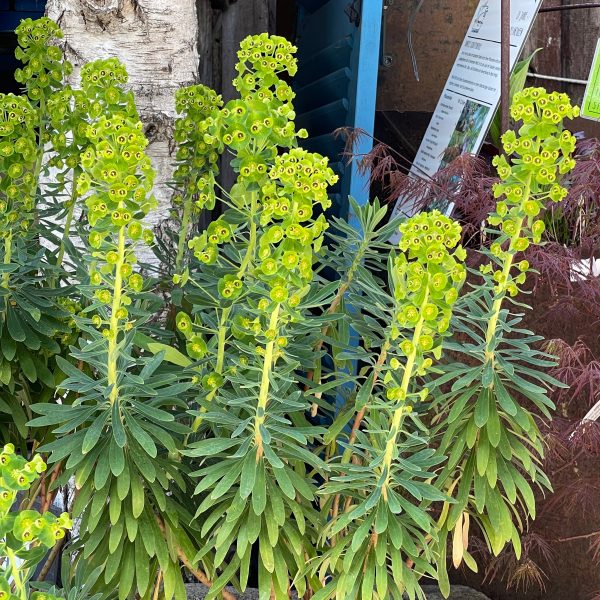 Euphorbia characias ssp. wulfenii