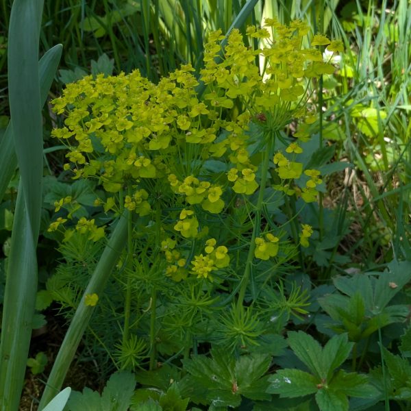 Euphorbia cyparissias