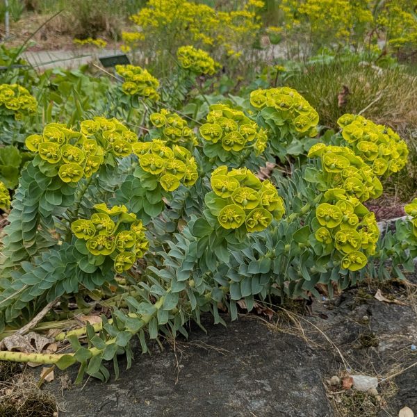 Euphorbia myrsinites